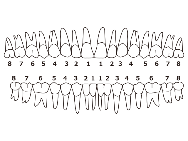 スマイトゥルーによる部分矯正は前から5番目までの歯が適応